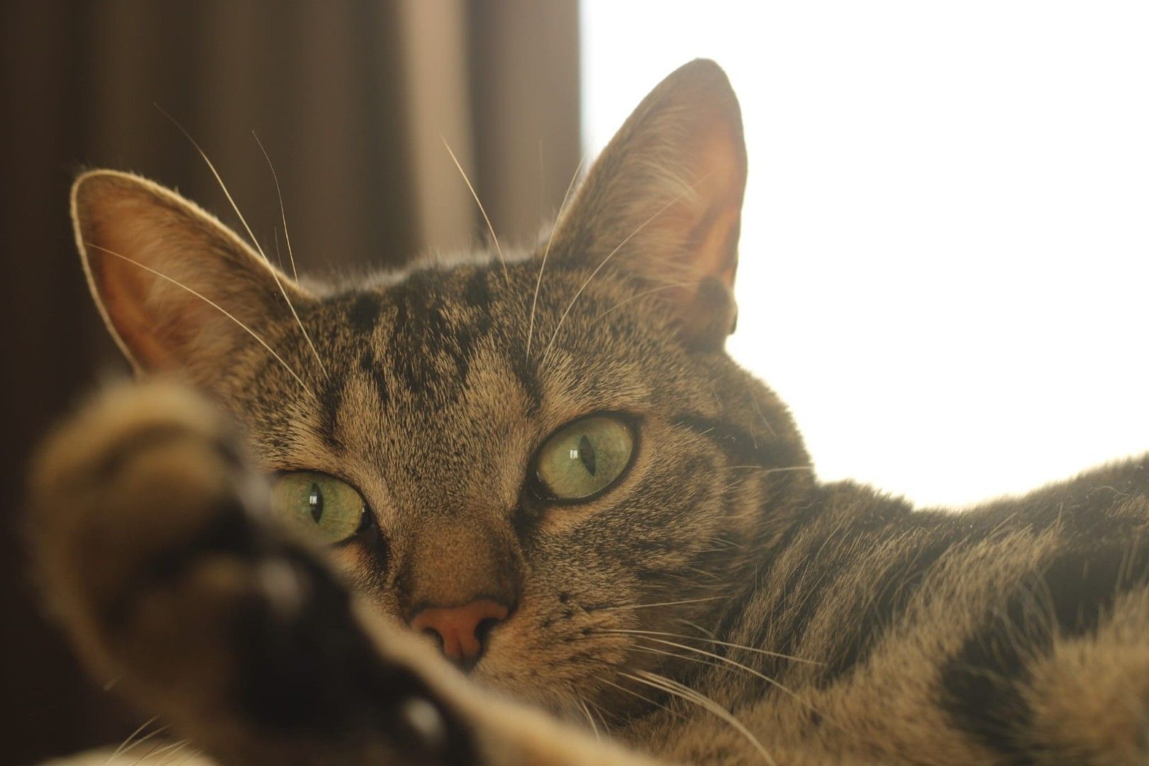 Een gestreepte kat ligt te luieren in het warme licht en kijkt met één poot omhoog naar de camera.