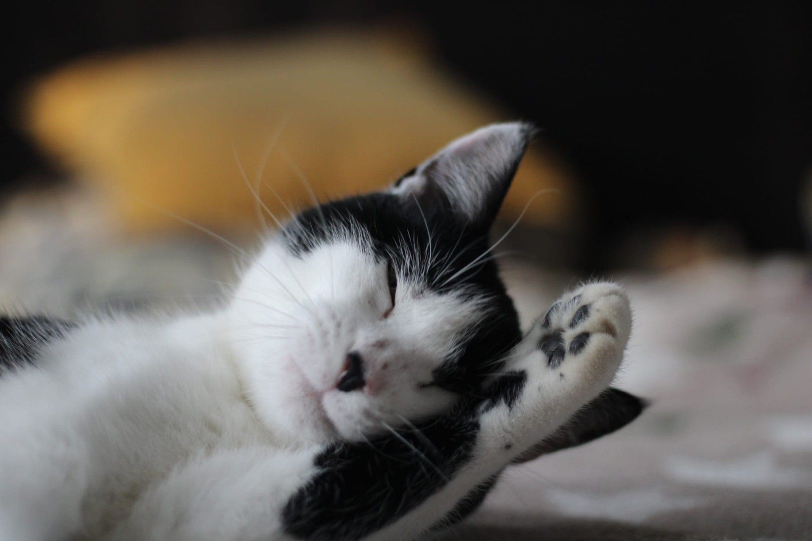 Een zwart-witte kat slaapt op zijn rug met één poot omhoog, rustend op een bed.
