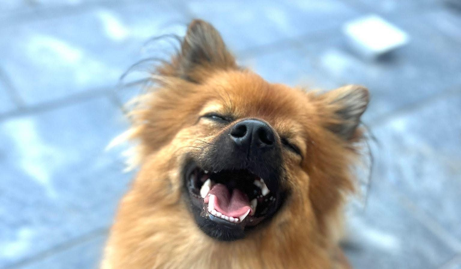 Klein, pluizig, bruin hondje met open bek, lachend tegen een lichtblauwe achtergrond.