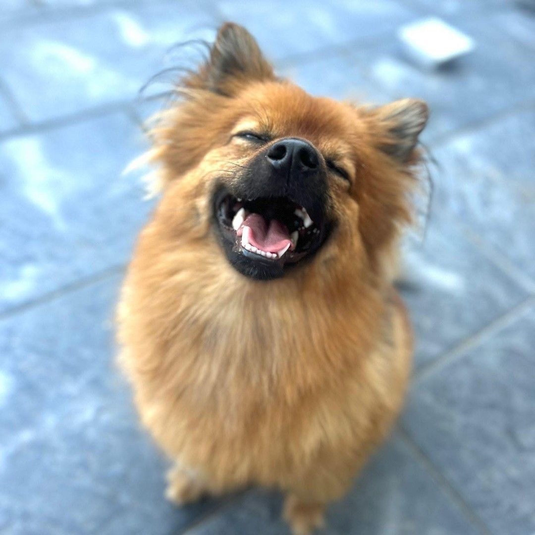 Klein, pluizig, lichtbruin hondje dat lachend op een blauwe achtergrond verschijnt