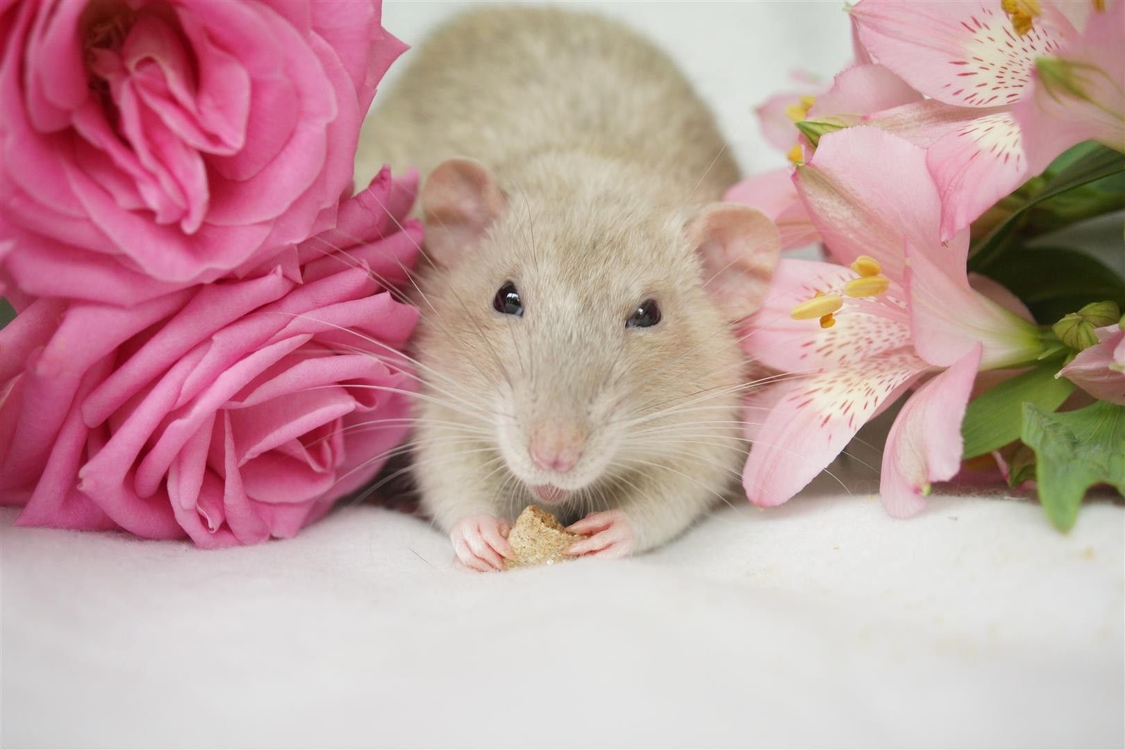 Crèmekleurige muis genesteld tussen roze bloemen op een witte ondergrond