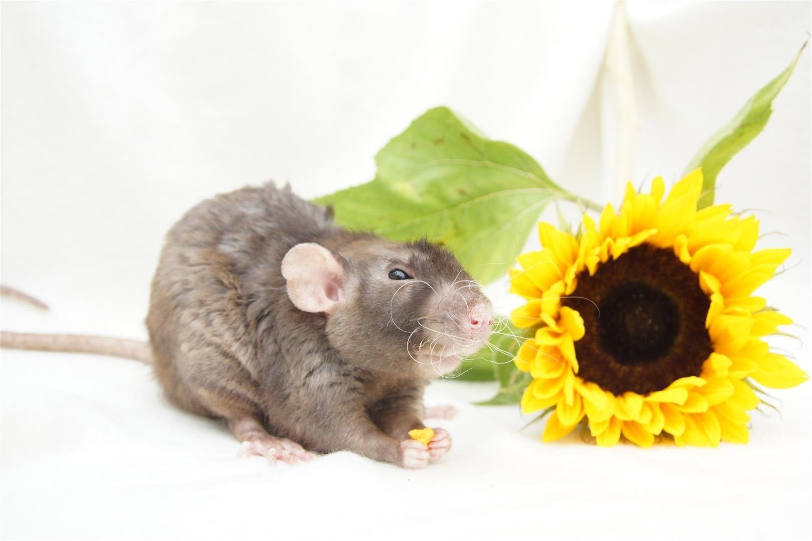 Grijze rat naast een felgele zonnebloem op een witte achtergrond