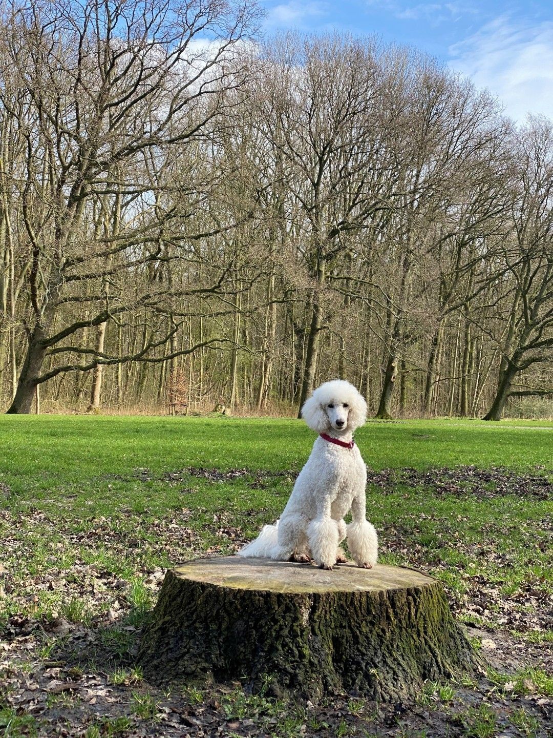 Een kleine witte poedel zit op een boomstronk in een grasrijk park met kale bomen.