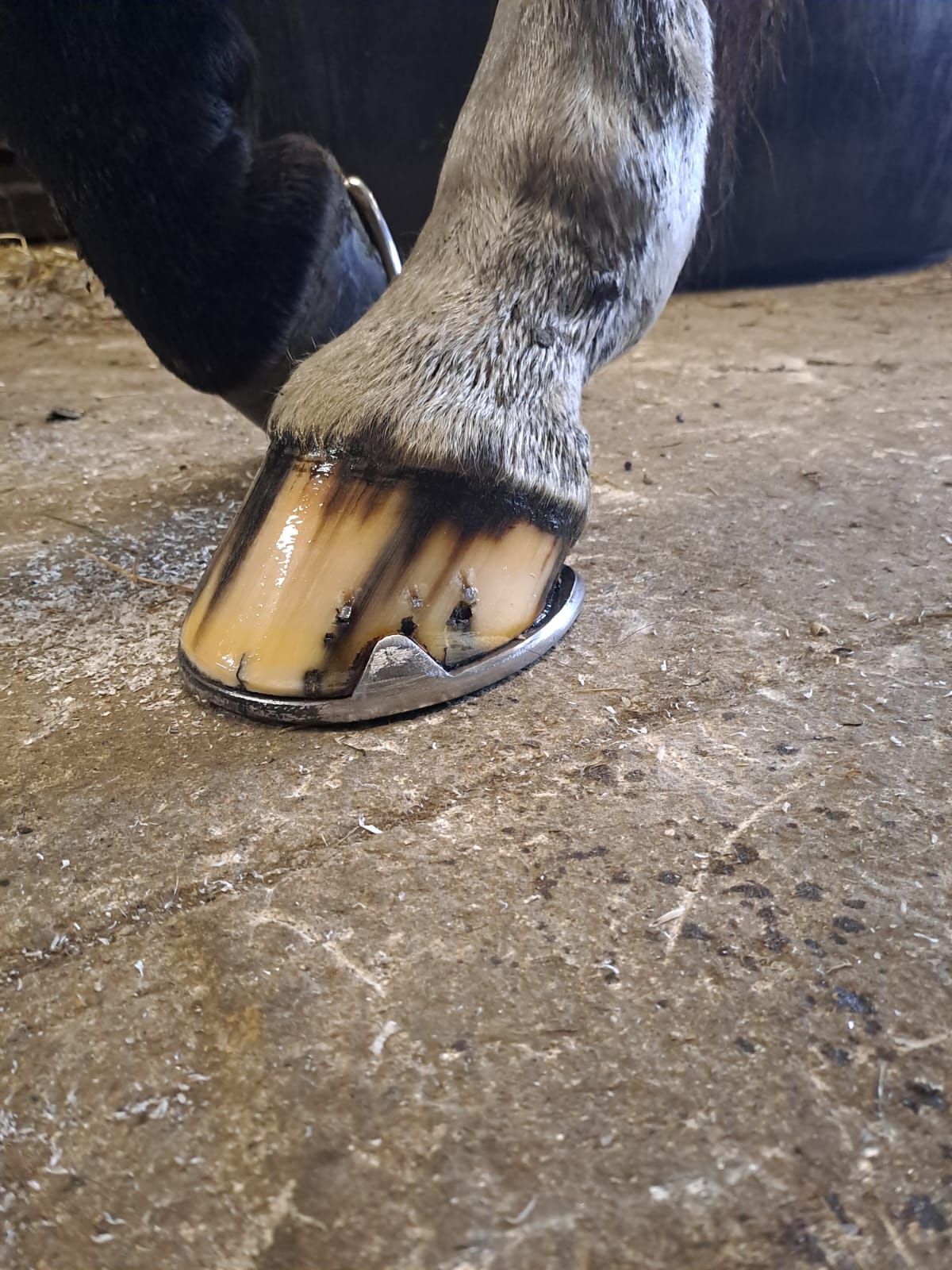Farrier finish 