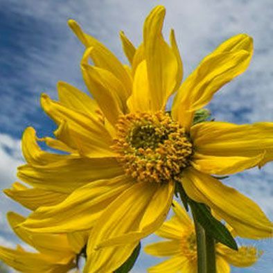 Arnica Créme