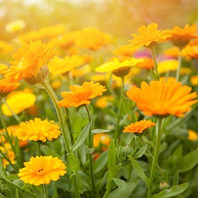 Calendula Aluin Balm