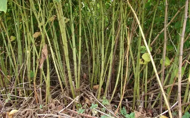 Japanese Knotweed Treatment in Birmingham