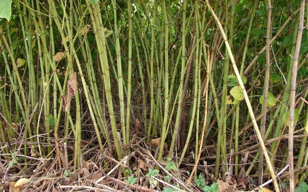 Japanese Knotweed Treatment in Chester