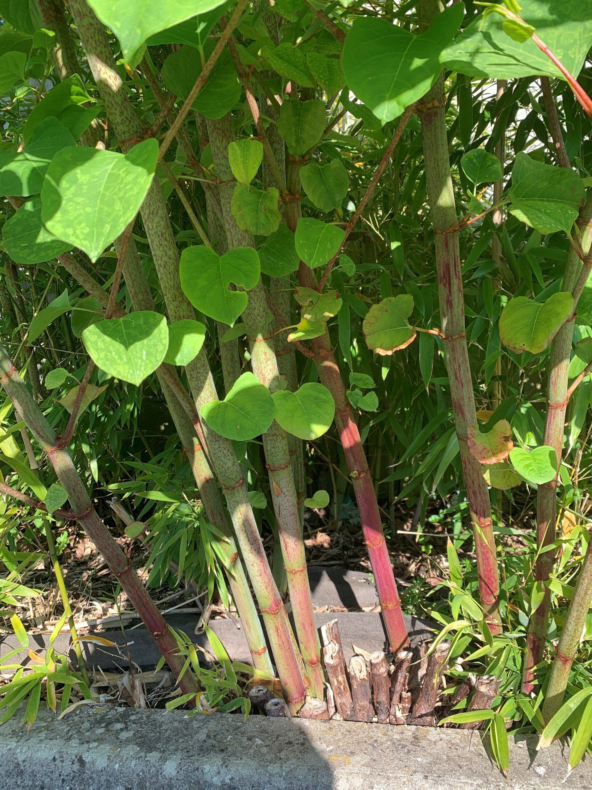Japanese Knotweed Removal Services