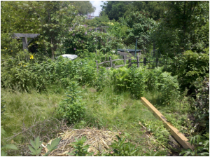 Garden Clearance Services