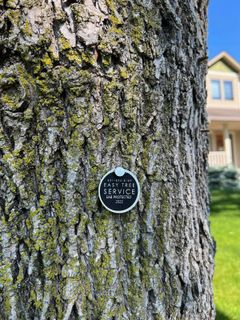 Silver plaque on tree trunk: