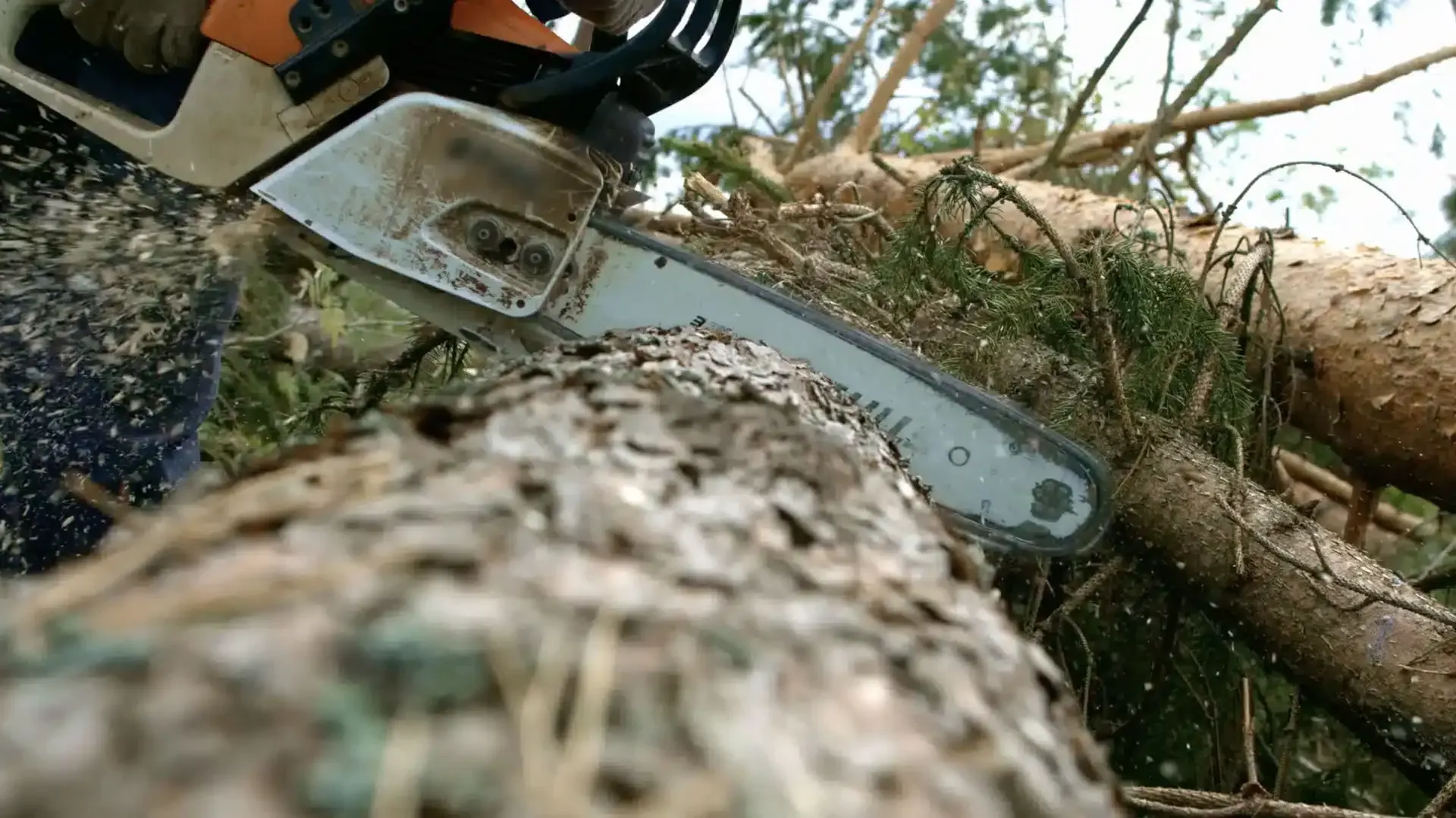 Chainsaw cutting through a tree trunk, sawdust flying.