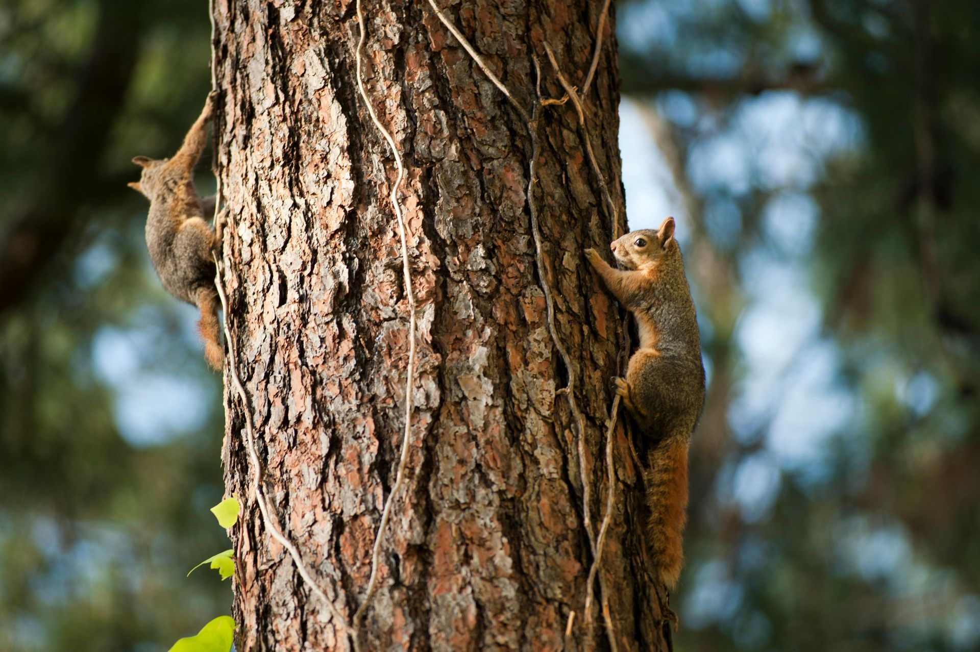Two squirrels climbing a rough brown tree trunk. One faces left, the other right, against a blurred green backdrop.