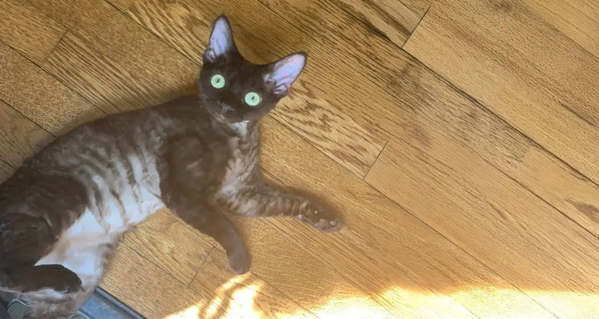 Cat laying down on the floor