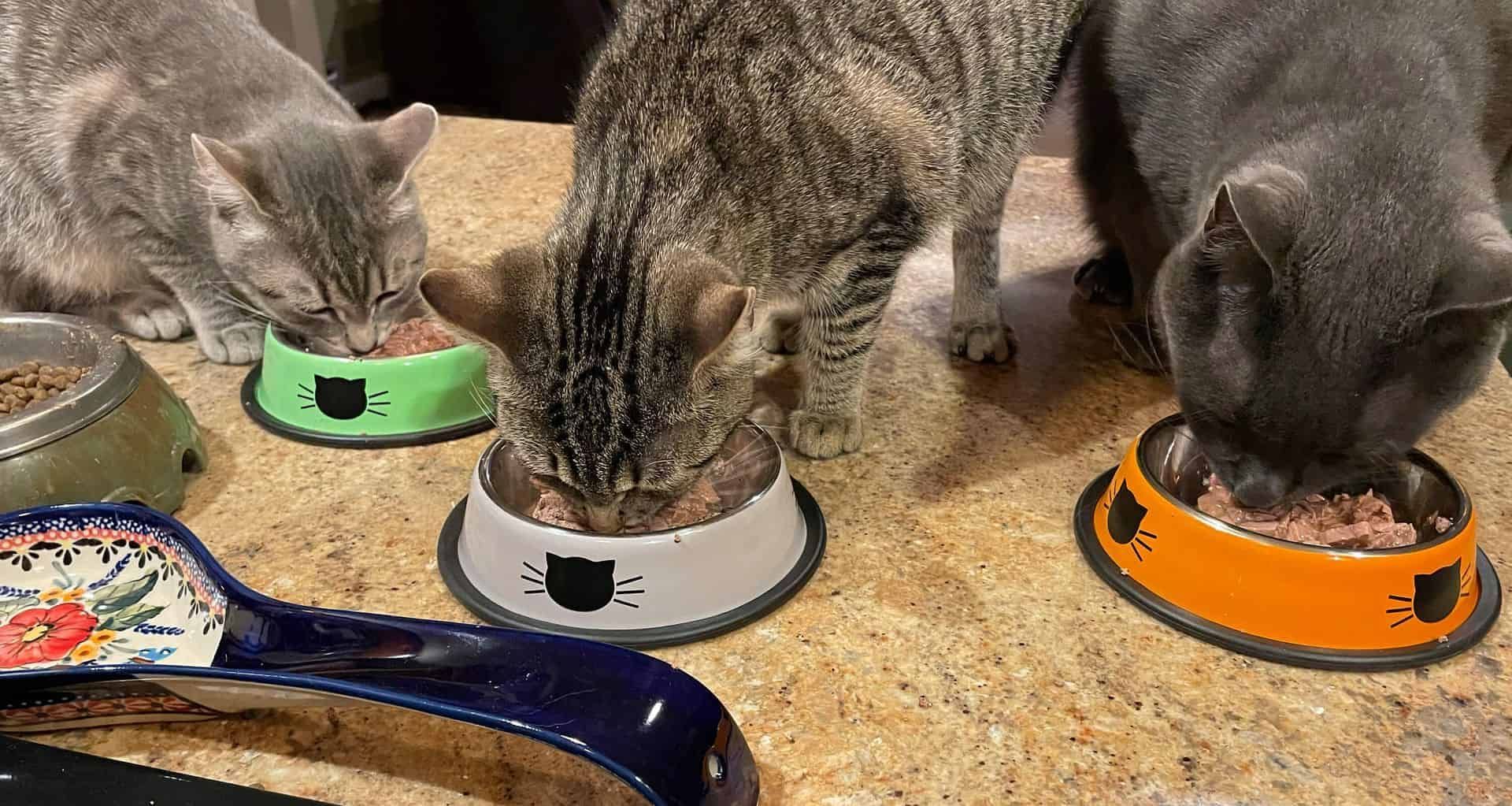 Three cats eating out of their bowls