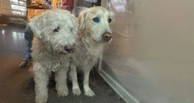 Dogs looking out of window