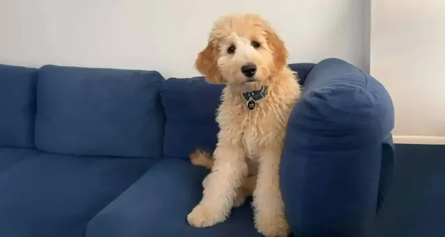Dog on Blue Couch