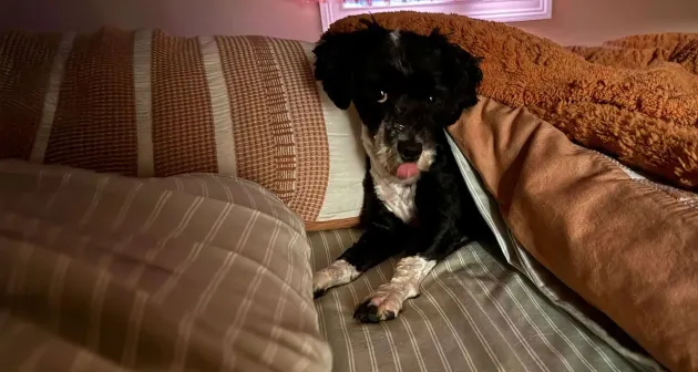 Dog on bed
