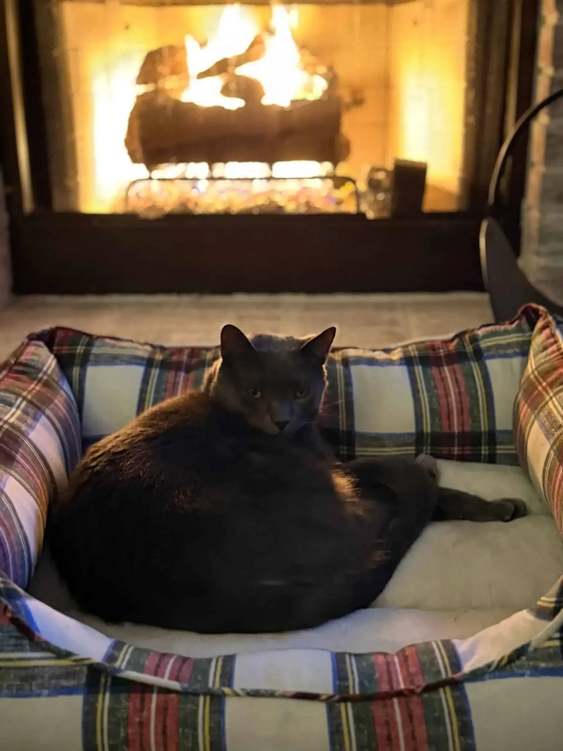 Black Cat in Front of Fireplace