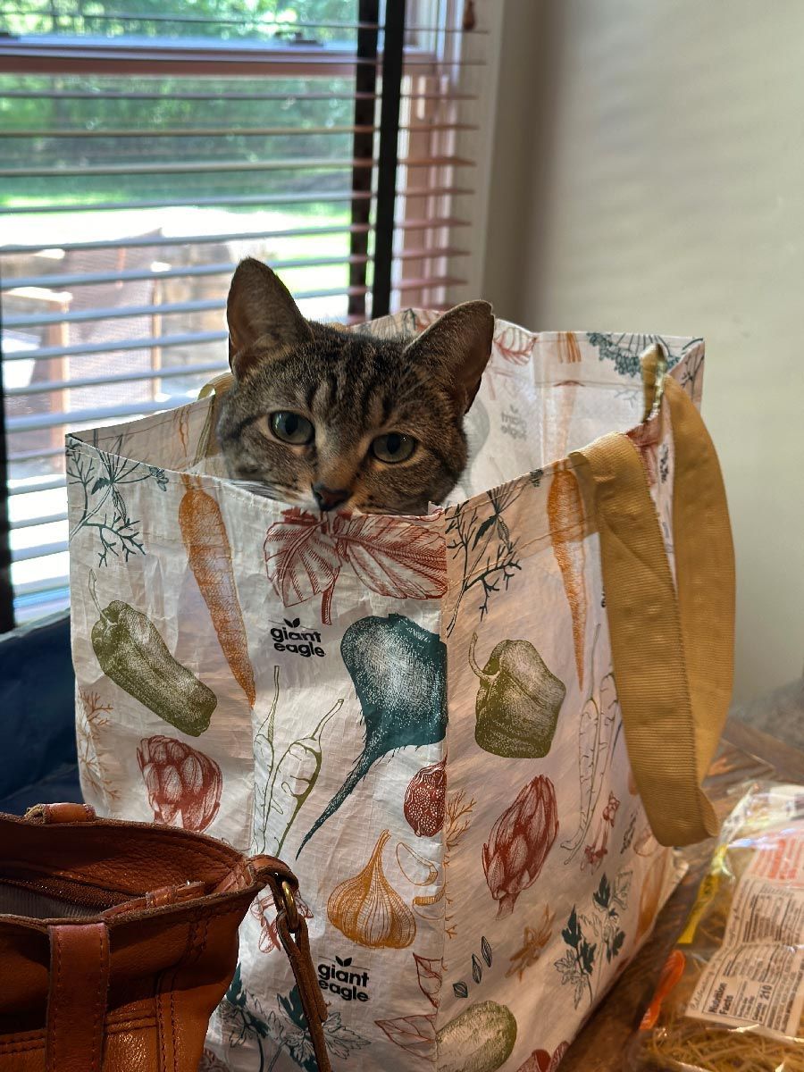 Tabby cat peeking out of a patterned shopping bag by a window