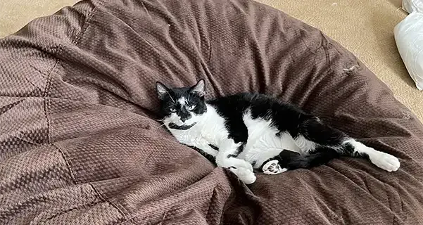 Tuxedo Cat on Bean Bag
