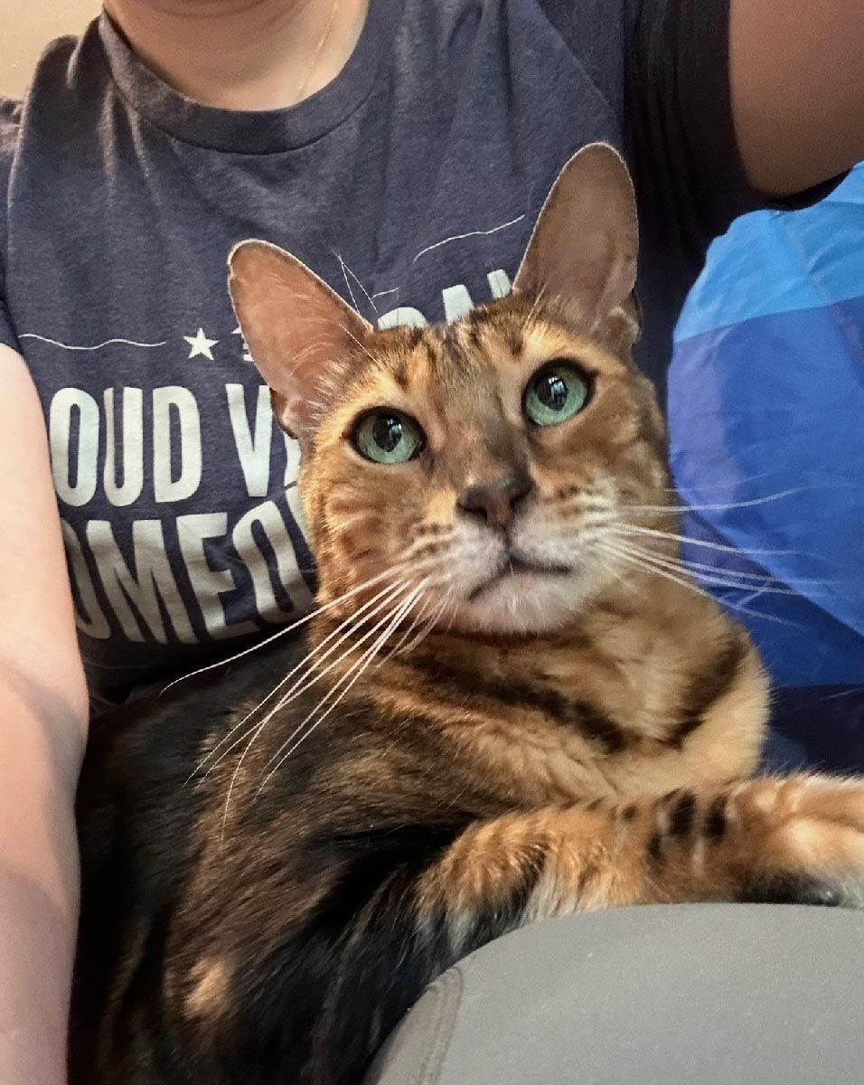 Brown tabby cat sitting on a lap, looking up with alert green eyes.