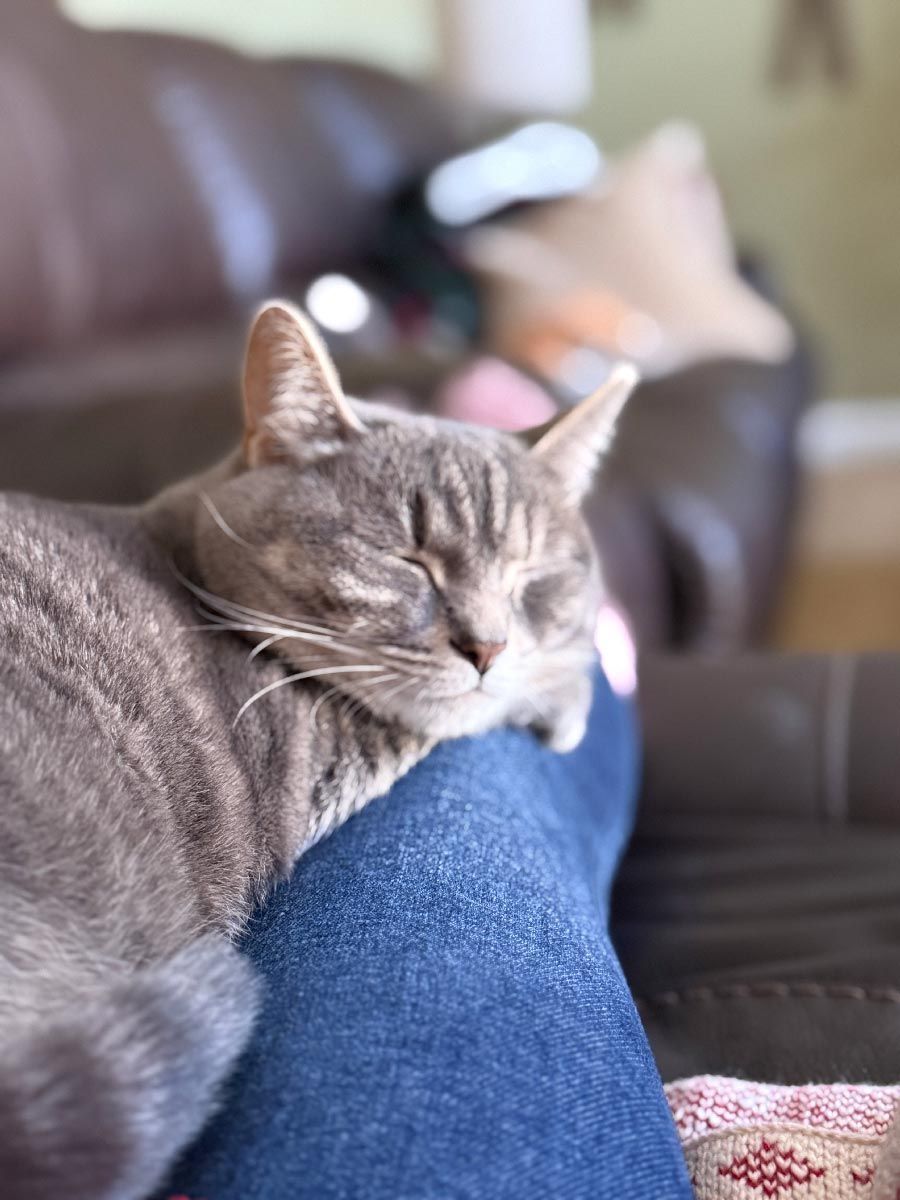Gray tabby cat sleeping on a person’s denim-clad leg on a couch