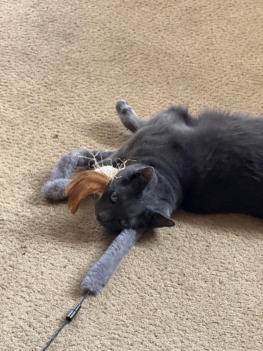 Gray cat lying on beige carpet, paw around a brown toy, with a leash nearby