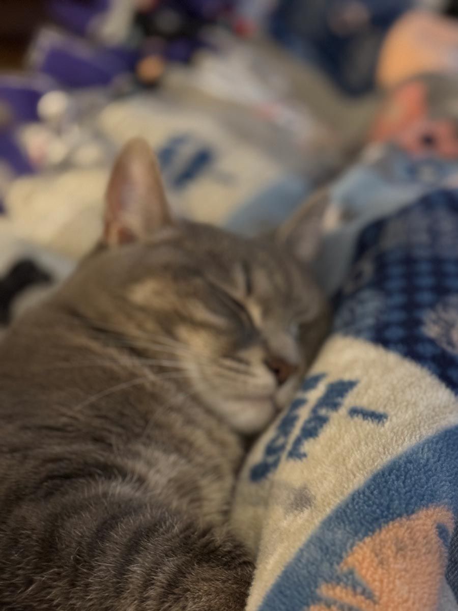 Sleeping gray tabby cat curled on a blue patterned blanket.