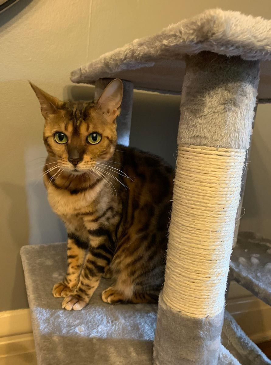 Brown tabby cat sitting on a gray cat tree indoors, looking at the camera.