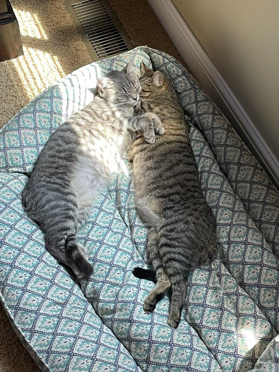 Two tabby cats cuddling and sleeping on a patterned cushion in sunlight.