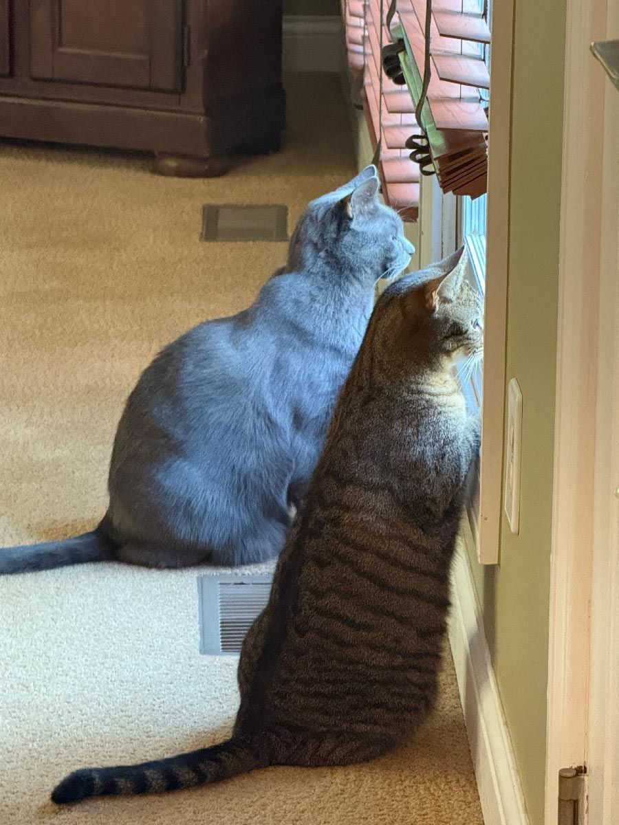 Two cats sitting on a carpet, looking up at a hand holding a treat near the doorway.