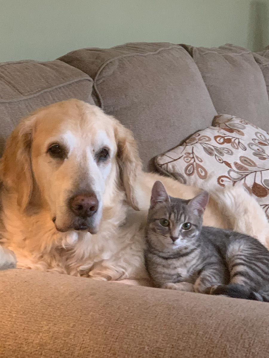 Golden retriever and gray tabby cat cuddling on a beige couch.
