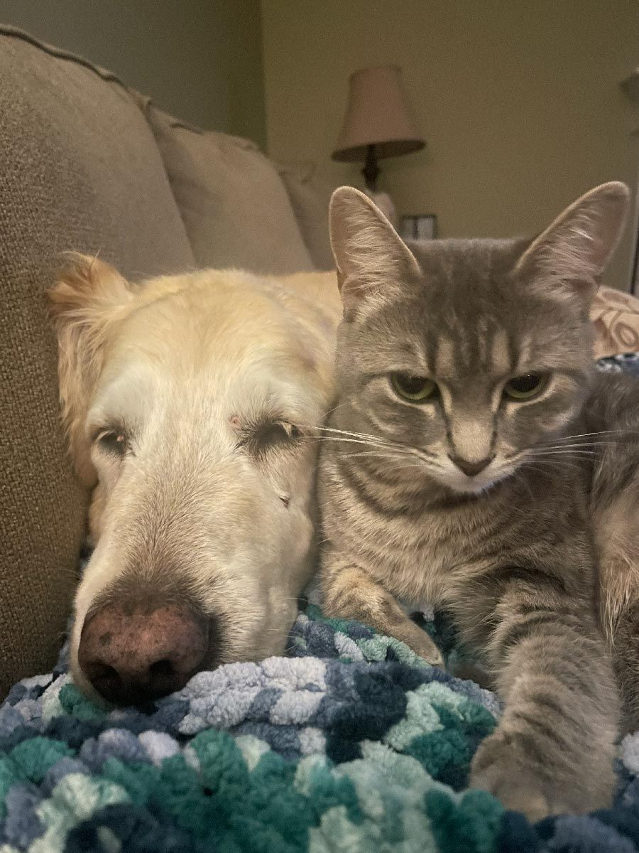 Golden retriever and tabby cat cuddling on a couch under a blue blanket.