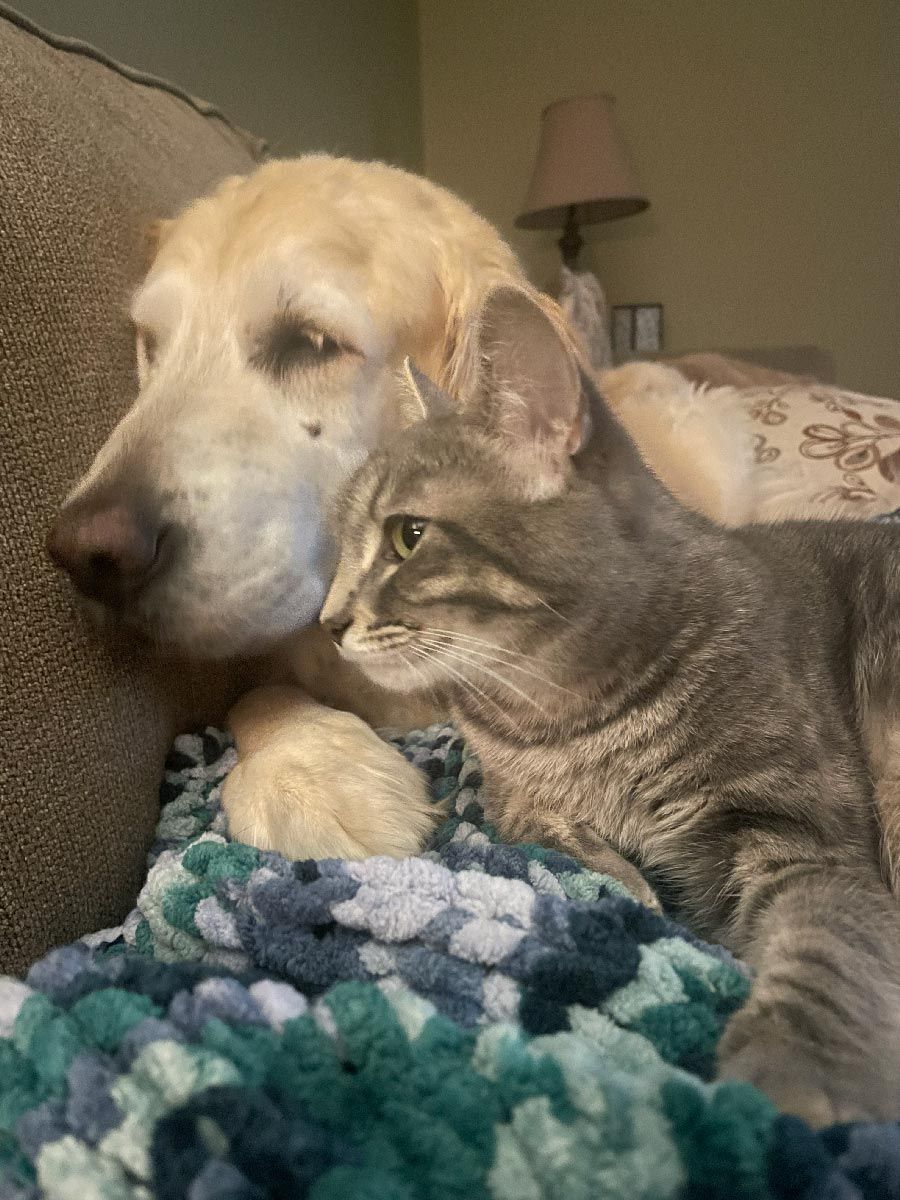 Golden dog cuddling with gray tabby cat on a couch under a patterned blanket.