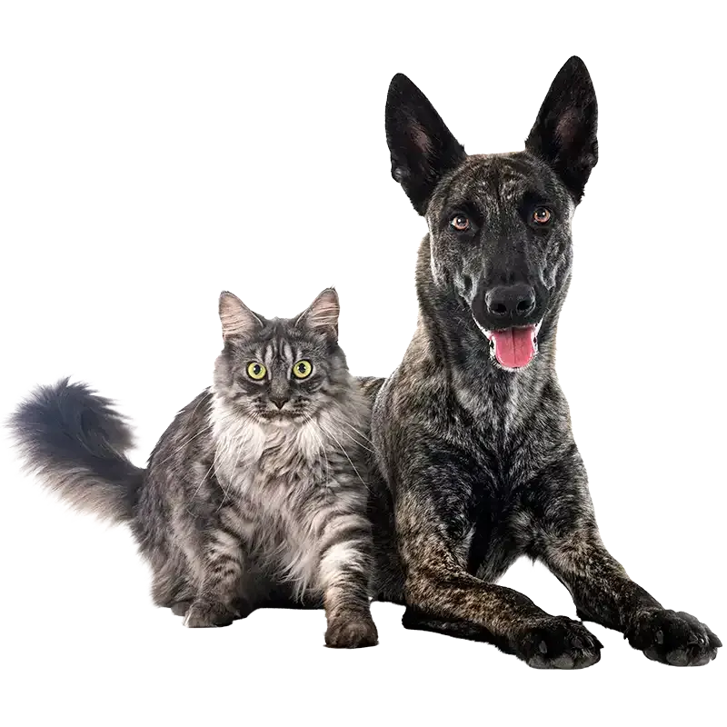 Gray cat and black dog sitting together on a white background