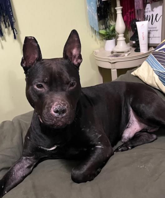 Black dog lying on a bed, alert with ears up, in a bedroom.