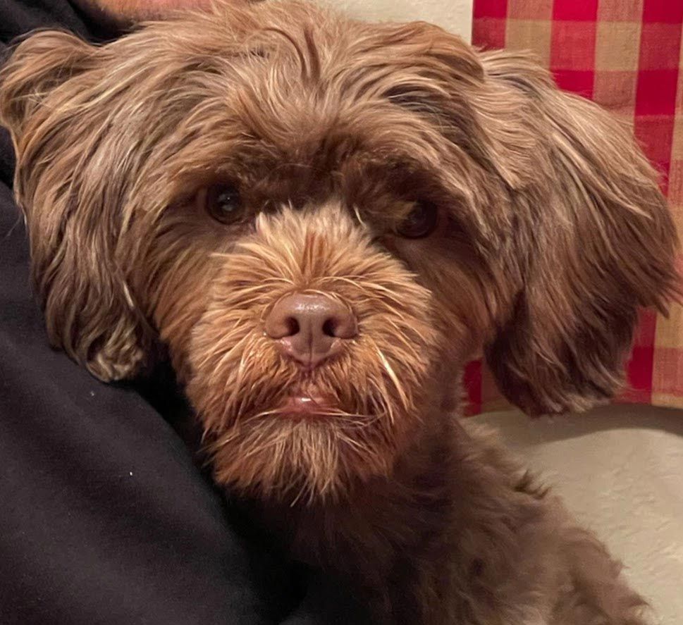 Brown shaggy dog looking at the camera beside a person in a red plaid setting