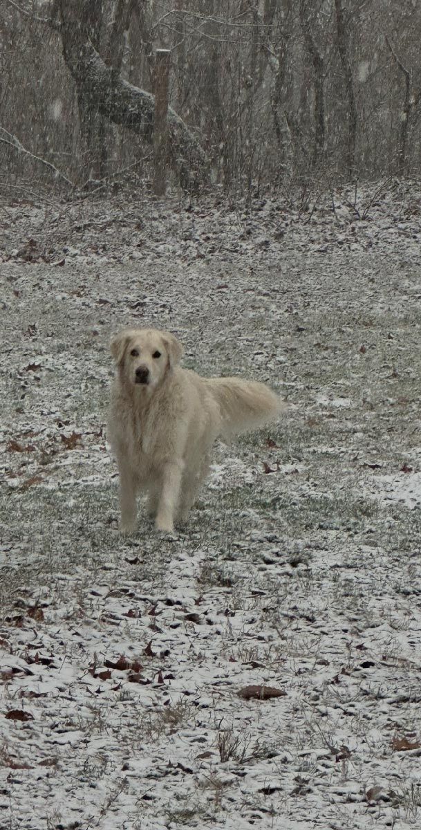 Golden retriever standing on a snowy forest path