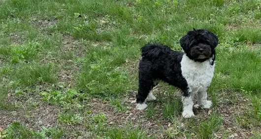 Black and White Dog Outside