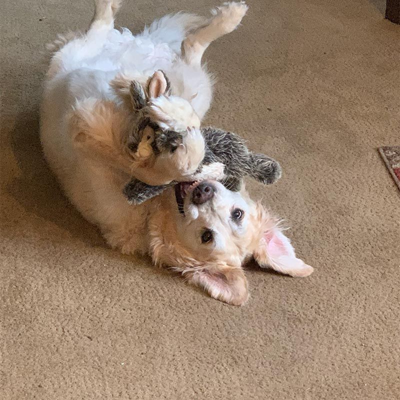 Two small white dogs wrestling playfully on a tan carpet, one holding a gray toy.