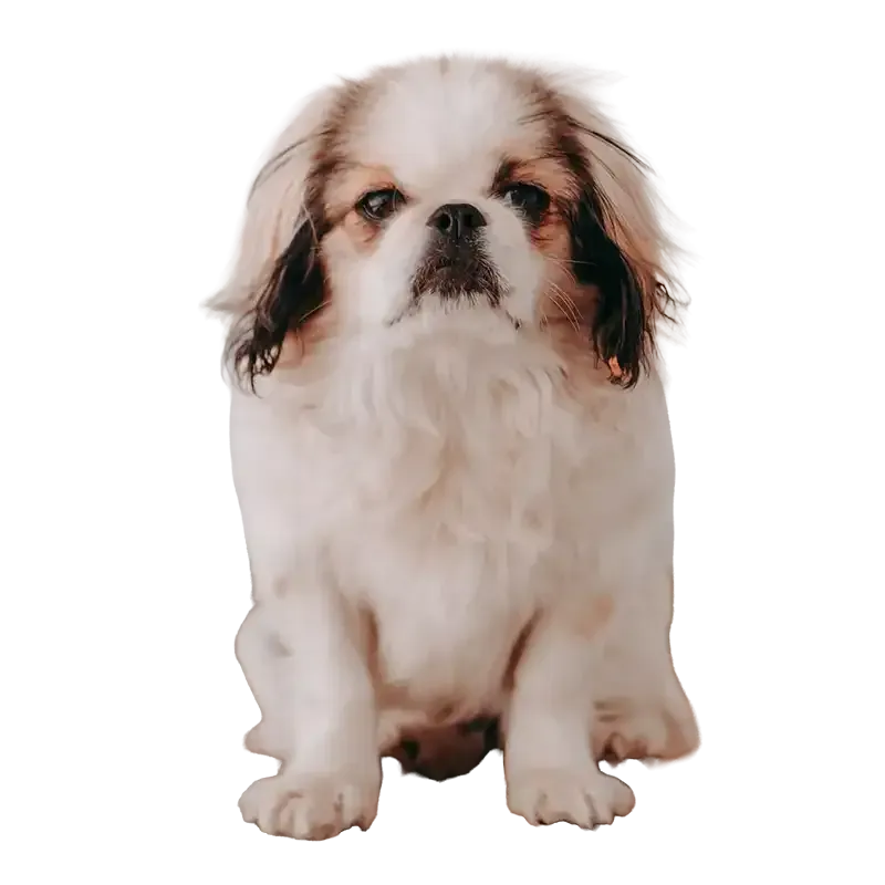 Small white-and-brown dog sitting and facing forward on a plain white background