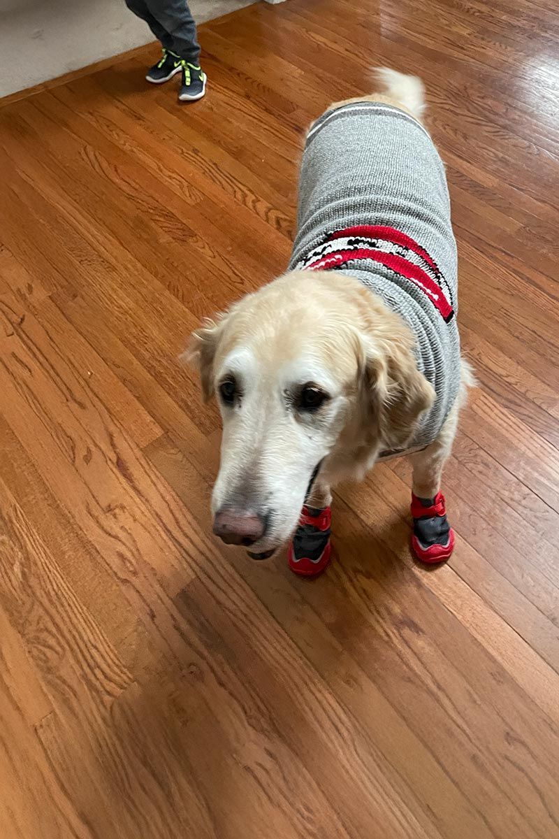 Golden retriever in a gray sweater and red booties standing on a wooden floor.