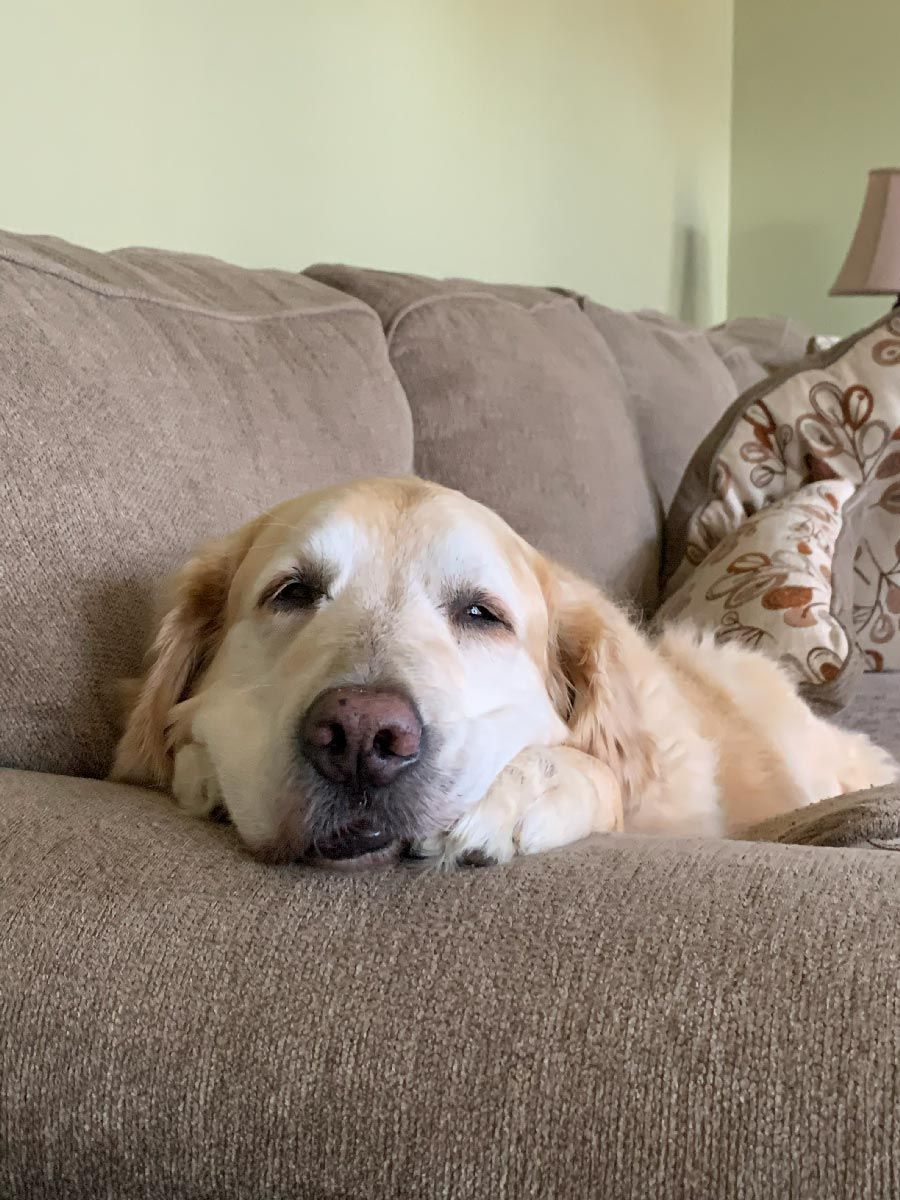 Golden retriever resting on a beige couch, head down and eyes closed.
