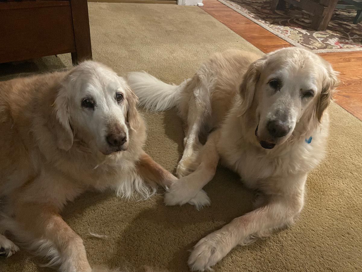 Two golden retrievers lying on a carpet, facing the camera indoors.