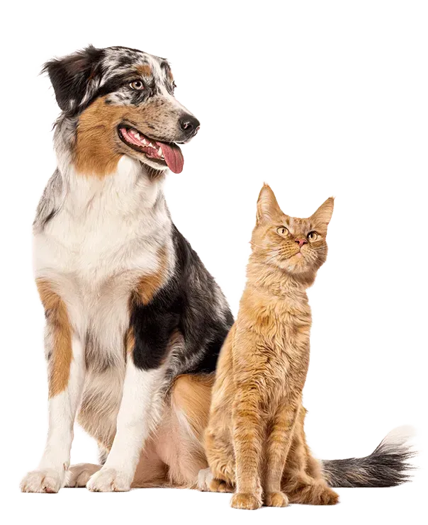 Dog and cat isolated image