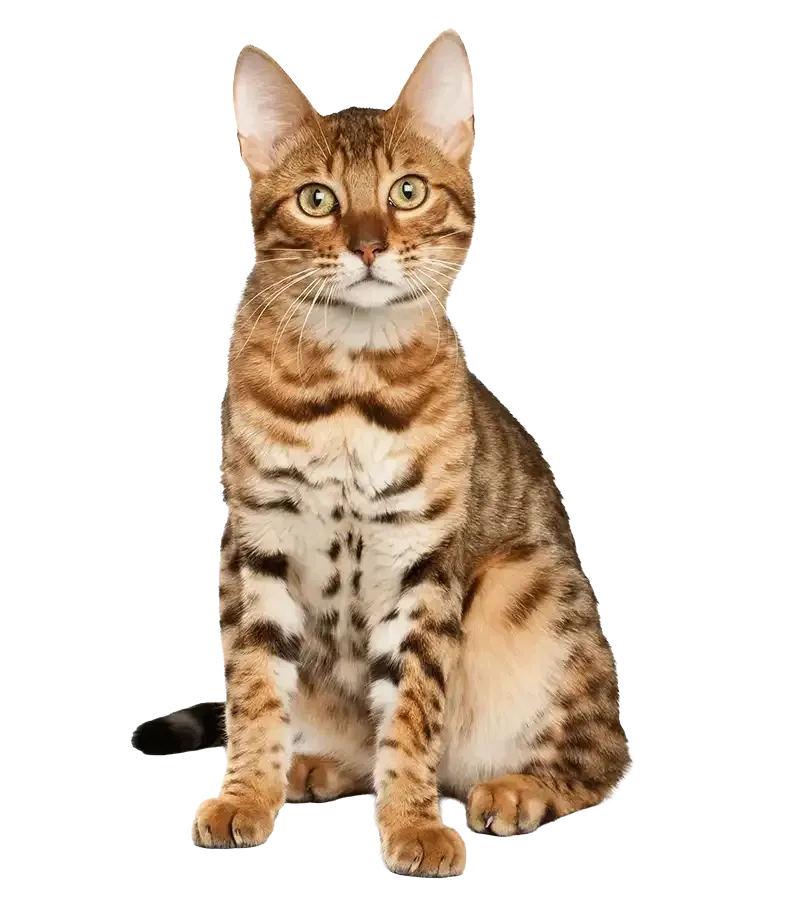 Brown tabby cat sitting upright on a white background, facing forward.