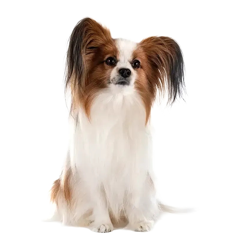 Small white-and-brown Papillon dog sitting against a white background