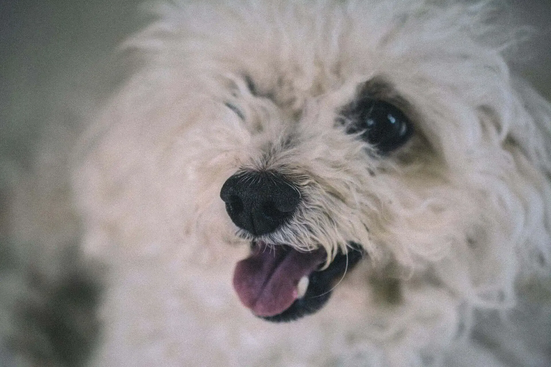 White dog