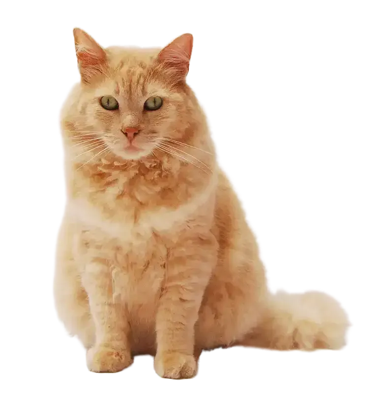 Orange fluffy cat sitting against a white background